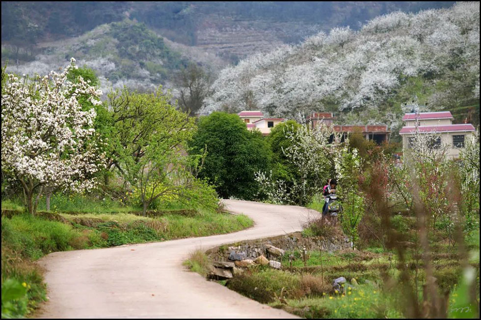【春天,广西桂林灌阳县向您发出邀请!】我们在灌阳看梨花 - 游山玩水 - 六盘水生活社区 - 六盘水28生活网 lps.28life.com