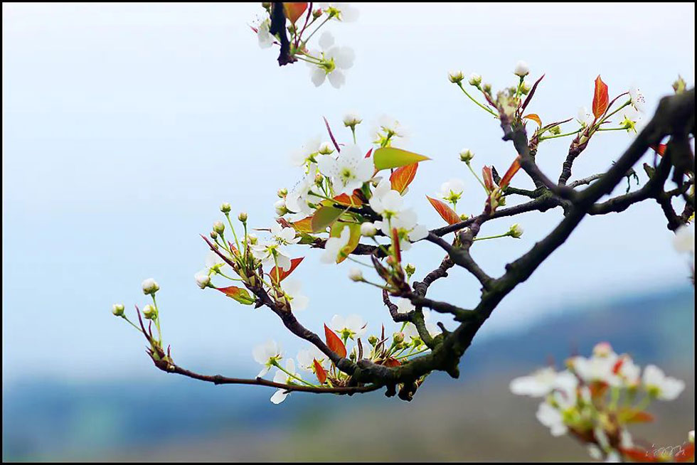 【春天,广西桂林灌阳县向您发出邀请!】我们在灌阳看梨花 - 游山玩水 - 六盘水生活社区 - 六盘水28生活网 lps.28life.com