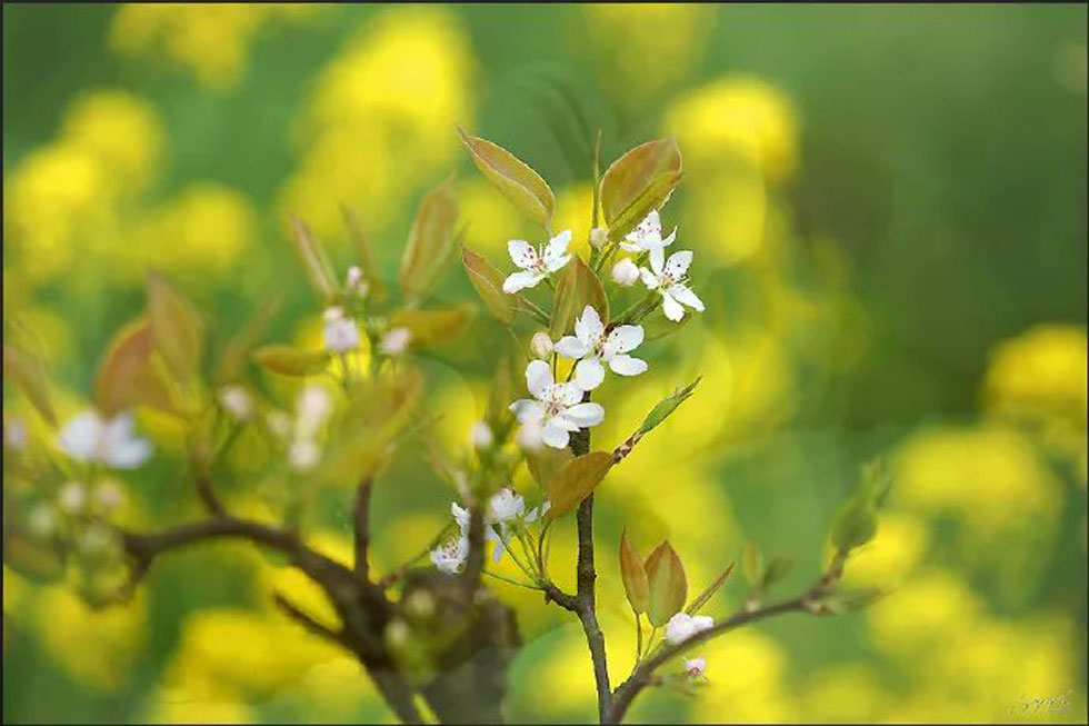 【春天,广西桂林灌阳县向您发出邀请!】我们在灌阳看梨花 - 游山玩水 - 六盘水生活社区 - 六盘水28生活网 lps.28life.com