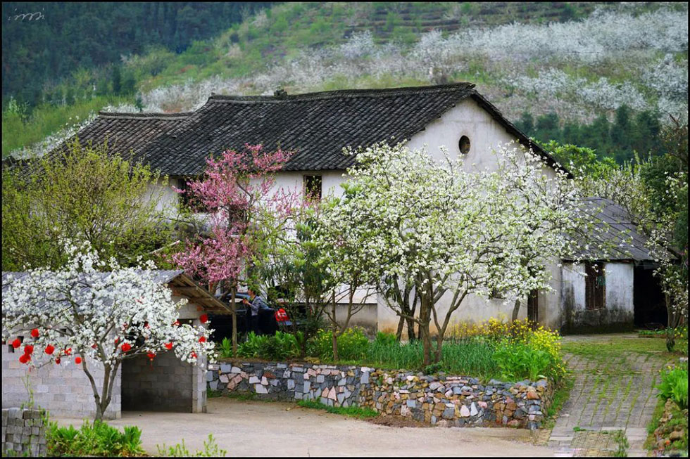 【春天,广西桂林灌阳县向您发出邀请!】我们在灌阳看梨花 - 游山玩水 - 六盘水生活社区 - 六盘水28生活网 lps.28life.com