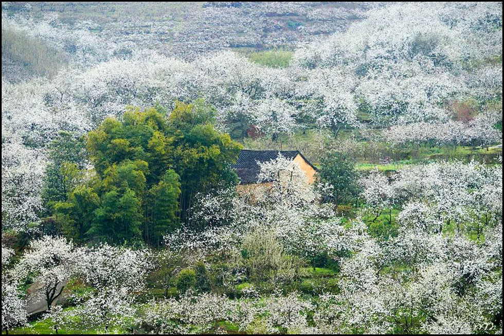 【春天,广西桂林灌阳县向您发出邀请!】我们在灌阳看梨花 - 游山玩水 - 六盘水生活社区 - 六盘水28生活网 lps.28life.com