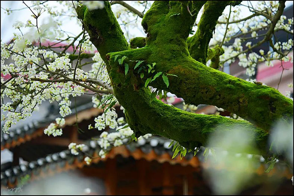 【春天,广西桂林灌阳县向您发出邀请!】我们在灌阳看梨花 - 游山玩水 - 六盘水生活社区 - 六盘水28生活网 lps.28life.com