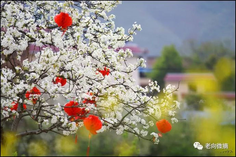 【春天,广西桂林灌阳县向您发出邀请!】我们在灌阳看梨花 - 游山玩水 - 六盘水生活社区 - 六盘水28生活网 lps.28life.com