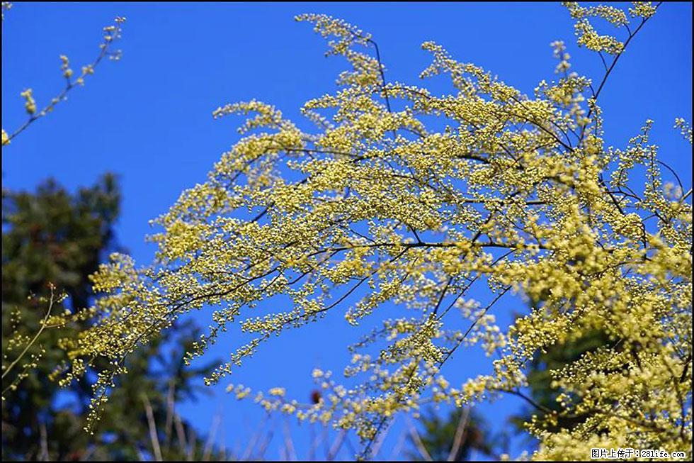 【春天,广西桂林灌阳县向您发出邀请!】米珠山前有片山苍子花在飘香 - 游山玩水 - 六盘水生活社区 - 六盘水28生活网 lps.28life.com
