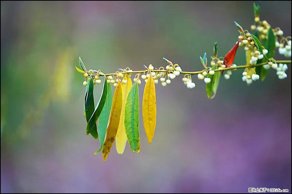 【春天,广西桂林灌阳县向您发出邀请!】米珠山前有片山苍子花在飘香 - 游山玩水 - 六盘水生活社区 - 六盘水28生活网 lps.28life.com