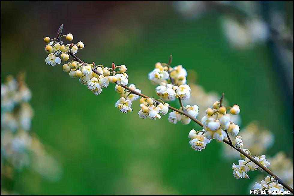 【春天,广西桂林灌阳县向您发出邀请!】米珠山前有片山苍子花在飘香 - 游山玩水 - 六盘水生活社区 - 六盘水28生活网 lps.28life.com