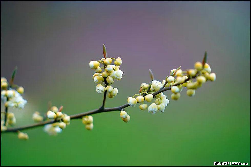 【春天,广西桂林灌阳县向您发出邀请!】米珠山前有片山苍子花在飘香 - 游山玩水 - 六盘水生活社区 - 六盘水28生活网 lps.28life.com