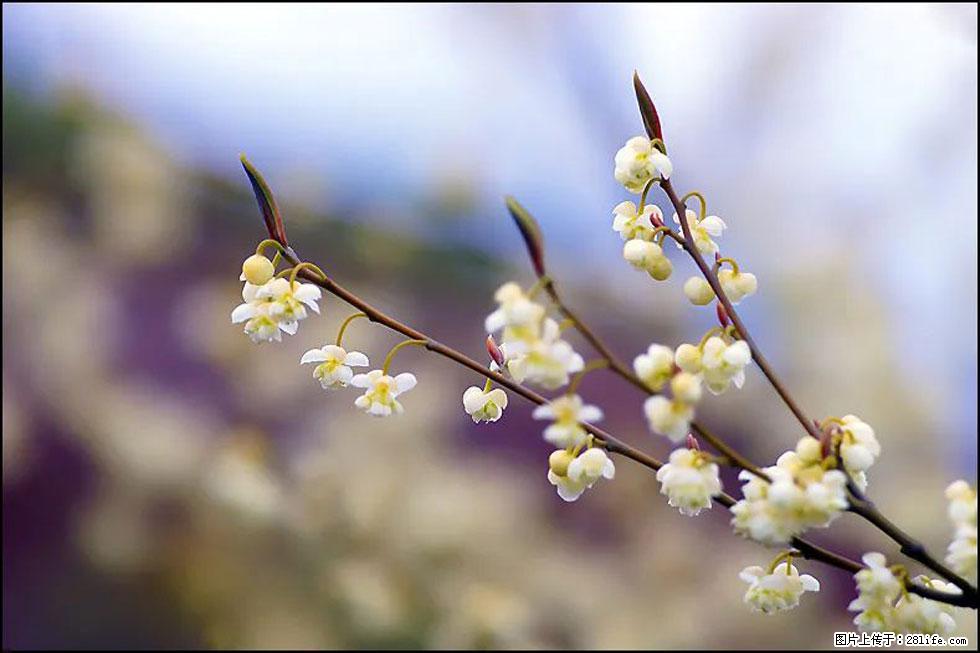 【春天,广西桂林灌阳县向您发出邀请!】米珠山前有片山苍子花在飘香 - 游山玩水 - 六盘水生活社区 - 六盘水28生活网 lps.28life.com