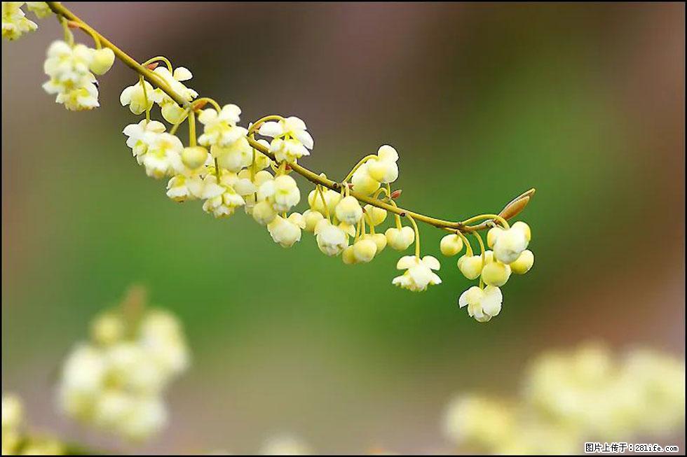 【春天,广西桂林灌阳县向您发出邀请!】米珠山前有片山苍子花在飘香 - 游山玩水 - 六盘水生活社区 - 六盘水28生活网 lps.28life.com