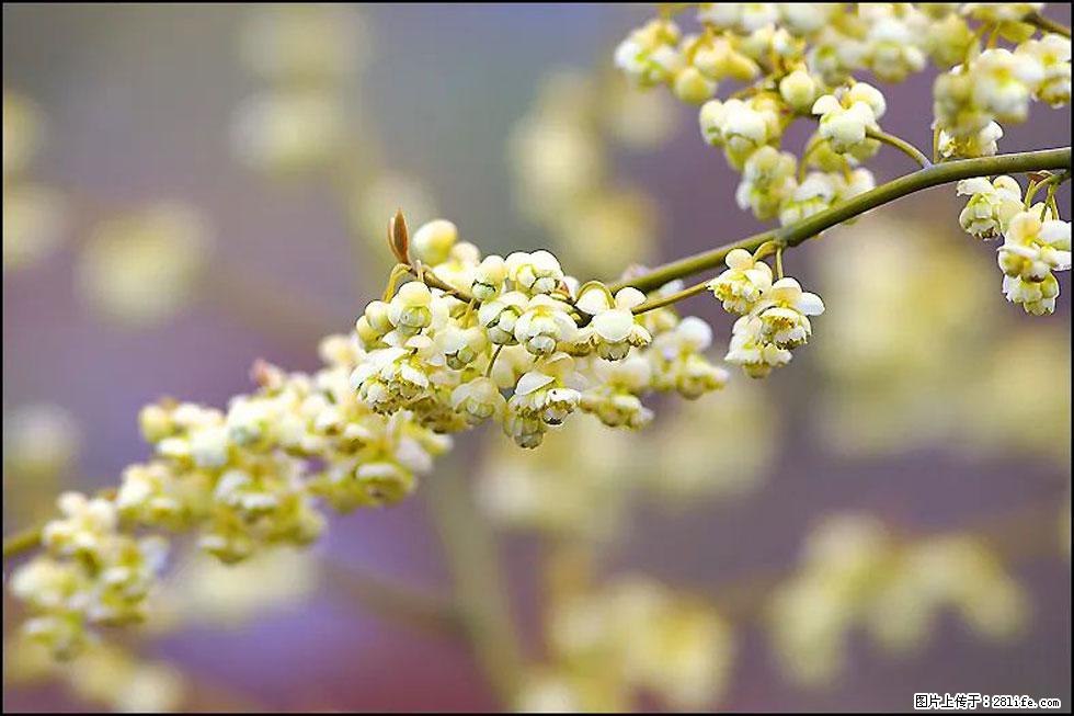 【春天,广西桂林灌阳县向您发出邀请!】米珠山前有片山苍子花在飘香 - 游山玩水 - 六盘水生活社区 - 六盘水28生活网 lps.28life.com