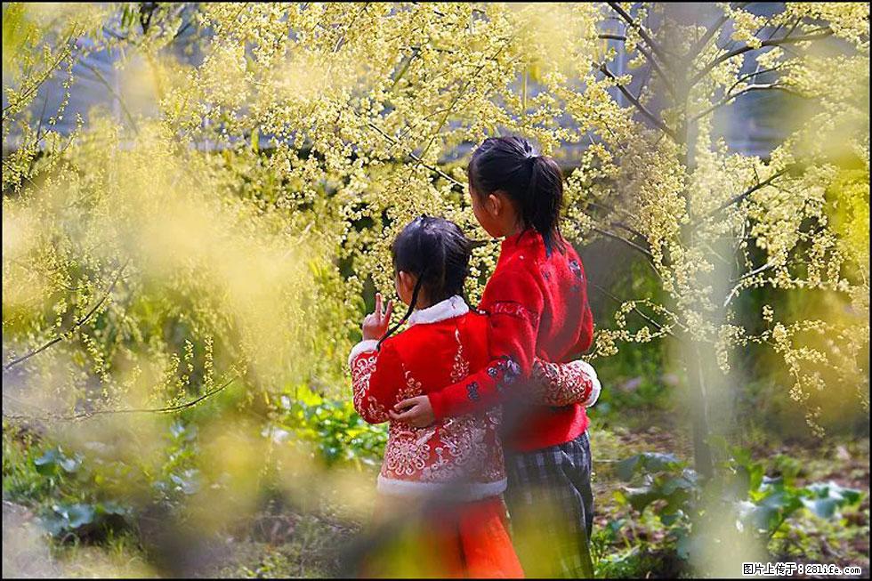 【春天,广西桂林灌阳县向您发出邀请!】米珠山前有片山苍子花在飘香 - 游山玩水 - 六盘水生活社区 - 六盘水28生活网 lps.28life.com