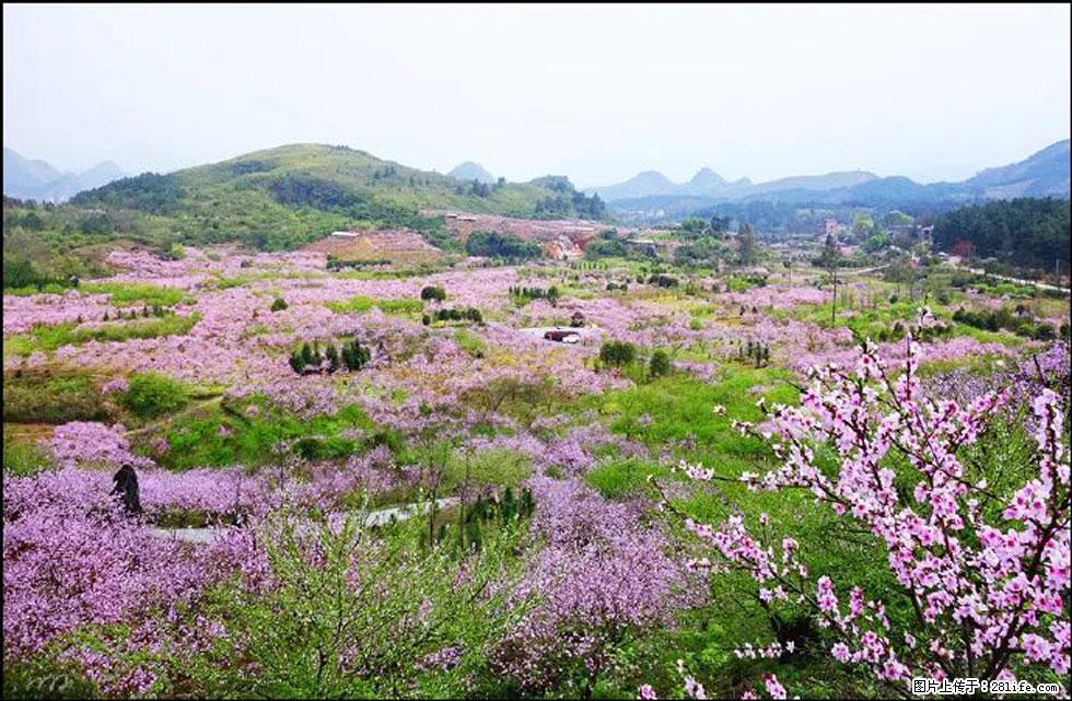 【春天，广西桂林灌阳县向您发出邀请！】官庄村有个醉美的桃花园 - 游山玩水 - 六盘水生活社区 - 六盘水28生活网 lps.28life.com