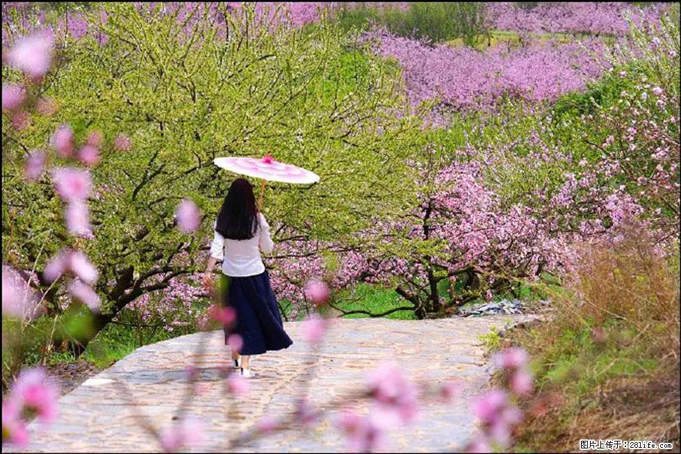 【春天，广西桂林灌阳县向您发出邀请！】官庄村有个醉美的桃花园 - 游山玩水 - 六盘水生活社区 - 六盘水28生活网 lps.28life.com