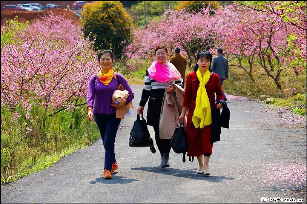 【春天，广西桂林灌阳县向您发出邀请！】官庄村有个醉美的桃花园 - 游山玩水 - 六盘水生活社区 - 六盘水28生活网 lps.28life.com