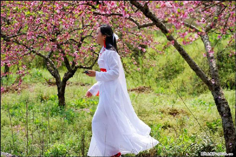 【春天，广西桂林灌阳县向您发出邀请！】官庄村有个醉美的桃花园 - 游山玩水 - 六盘水生活社区 - 六盘水28生活网 lps.28life.com