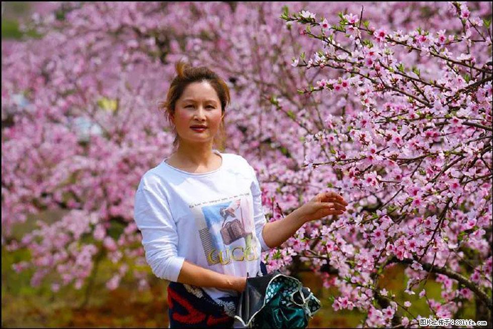 【春天，广西桂林灌阳县向您发出邀请！】官庄村有个醉美的桃花园 - 游山玩水 - 六盘水生活社区 - 六盘水28生活网 lps.28life.com