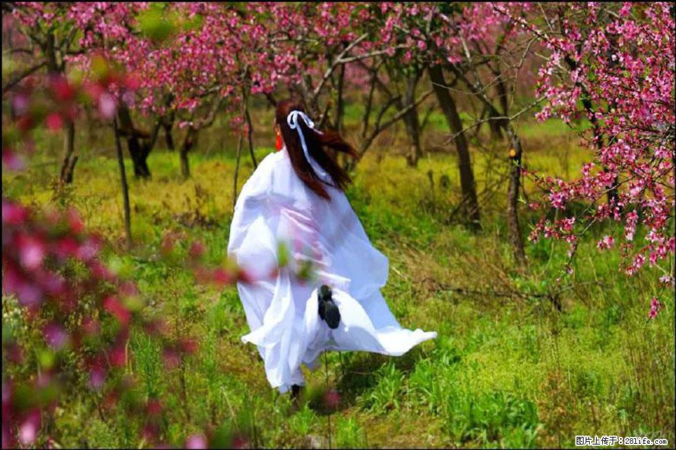 【春天，广西桂林灌阳县向您发出邀请！】官庄村有个醉美的桃花园 - 游山玩水 - 六盘水生活社区 - 六盘水28生活网 lps.28life.com