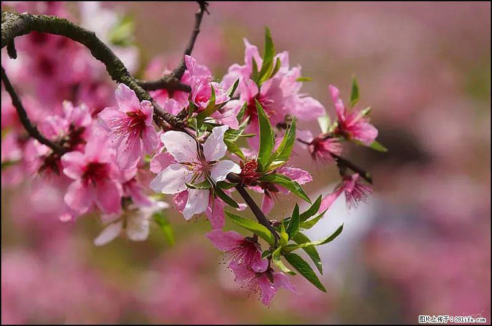 【春天，广西桂林灌阳县向您发出邀请！】官庄村有个醉美的桃花园 - 游山玩水 - 六盘水生活社区 - 六盘水28生活网 lps.28life.com