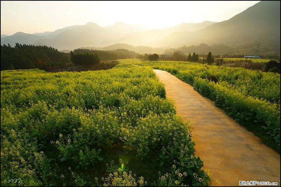 【春天,广西桂林灌阳县向您发出邀请!】长坪村油菜盛情花开 - 游山玩水 - 六盘水生活社区 - 六盘水28生活网 lps.28life.com