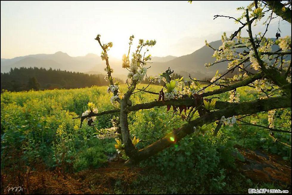 【春天,广西桂林灌阳县向您发出邀请!】长坪村油菜盛情花开 - 游山玩水 - 六盘水生活社区 - 六盘水28生活网 lps.28life.com