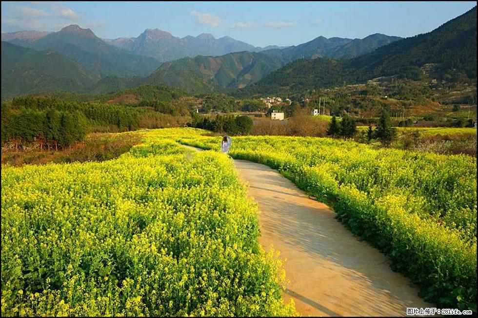 【春天,广西桂林灌阳县向您发出邀请!】长坪村油菜盛情花开 - 游山玩水 - 六盘水生活社区 - 六盘水28生活网 lps.28life.com