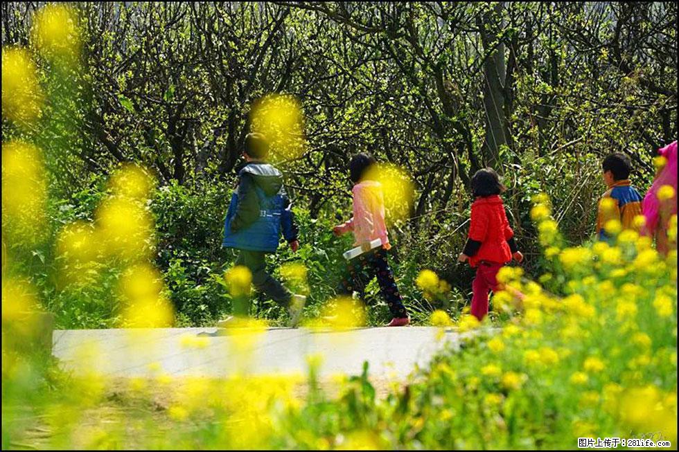 【春天,广西桂林灌阳县向您发出邀请!】长坪村油菜盛情花开 - 游山玩水 - 六盘水生活社区 - 六盘水28生活网 lps.28life.com