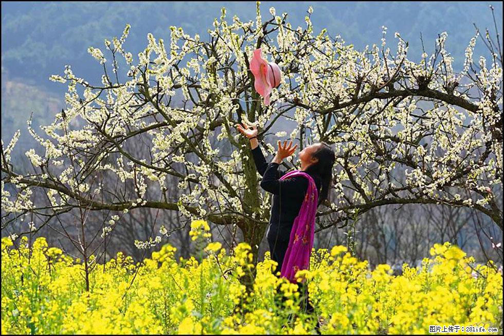 【春天,广西桂林灌阳县向您发出邀请!】长坪村油菜盛情花开 - 游山玩水 - 六盘水生活社区 - 六盘水28生活网 lps.28life.com