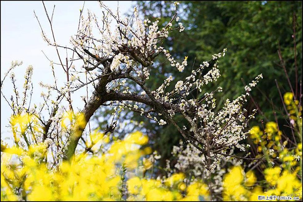 【春天,广西桂林灌阳县向您发出邀请!】长坪村油菜盛情花开 - 游山玩水 - 六盘水生活社区 - 六盘水28生活网 lps.28life.com