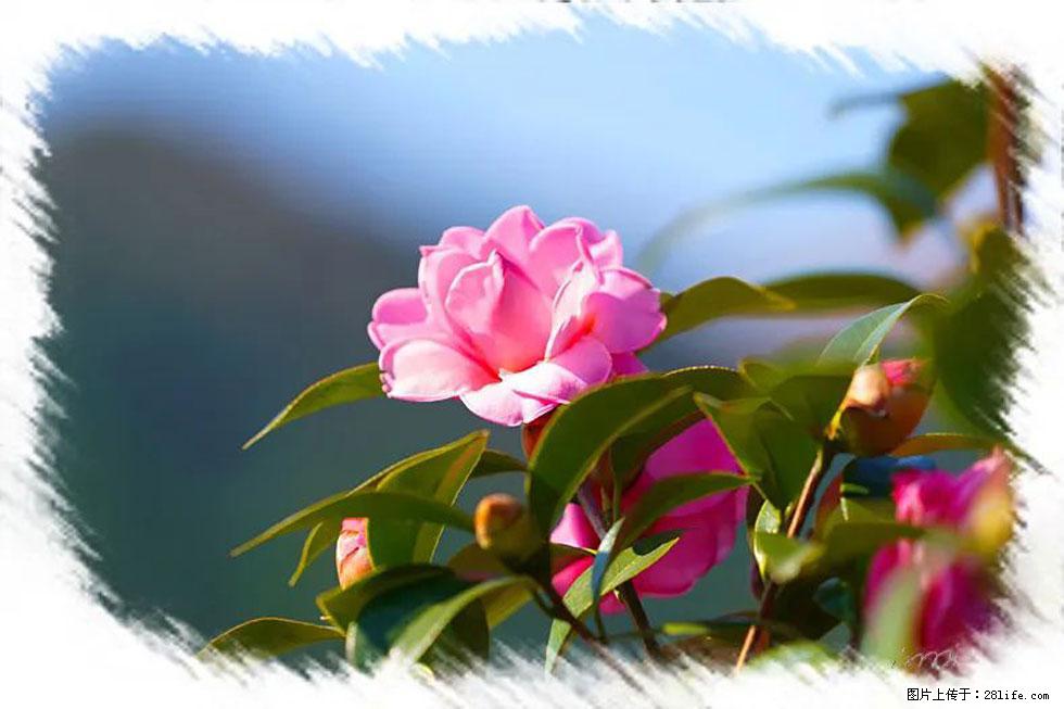 【春天,广西桂林灌阳县向您发出邀请!】杨柳井茶花惹人爱 - 游山玩水 - 六盘水生活社区 - 六盘水28生活网 lps.28life.com