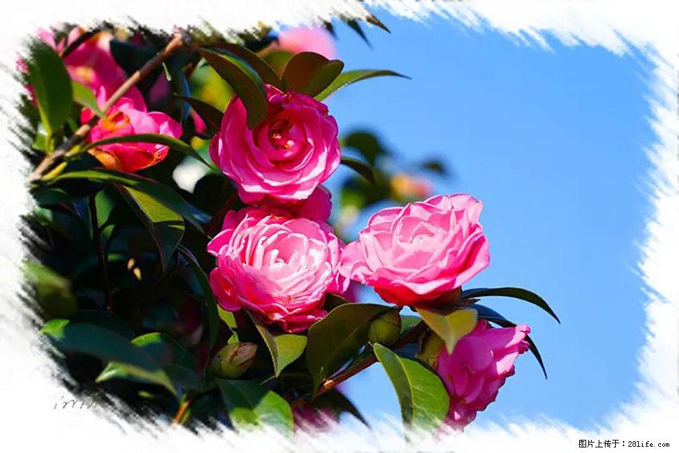 【春天,广西桂林灌阳县向您发出邀请!】杨柳井茶花惹人爱 - 游山玩水 - 六盘水生活社区 - 六盘水28生活网 lps.28life.com