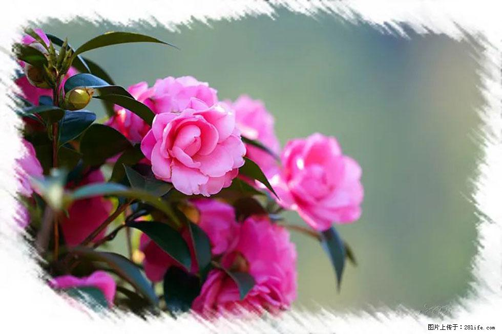 【春天,广西桂林灌阳县向您发出邀请!】杨柳井茶花惹人爱 - 游山玩水 - 六盘水生活社区 - 六盘水28生活网 lps.28life.com