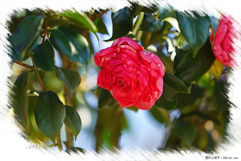 【春天,广西桂林灌阳县向您发出邀请!】杨柳井茶花惹人爱 - 游山玩水 - 六盘水生活社区 - 六盘水28生活网 lps.28life.com