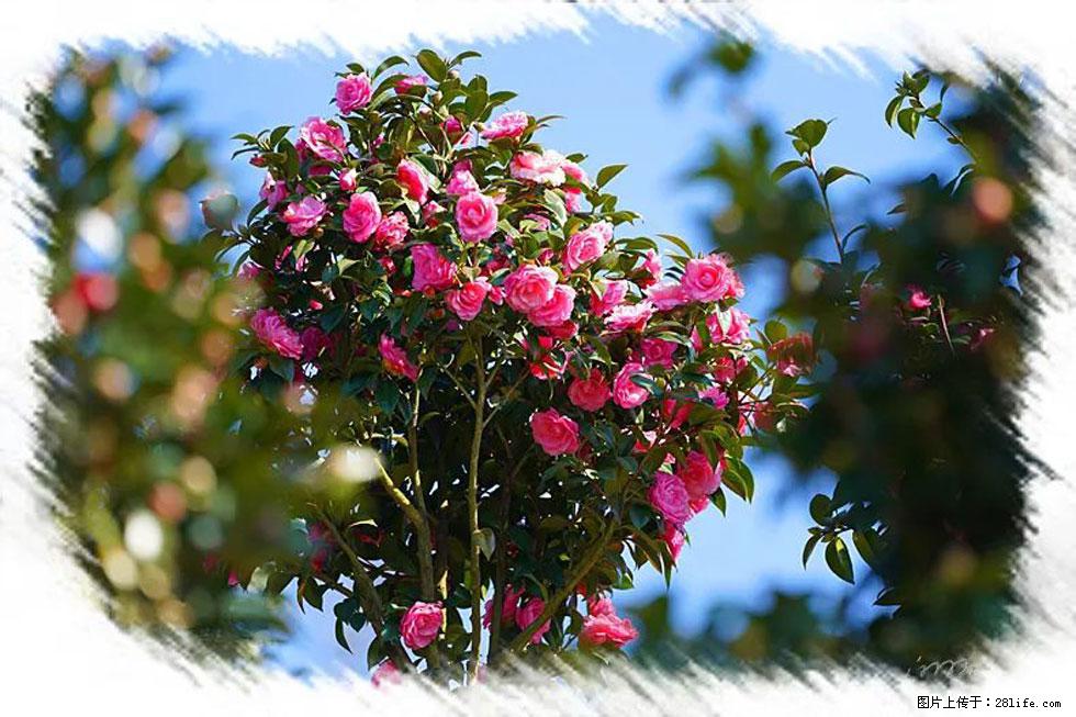 【春天,广西桂林灌阳县向您发出邀请!】杨柳井茶花惹人爱 - 游山玩水 - 六盘水生活社区 - 六盘水28生活网 lps.28life.com