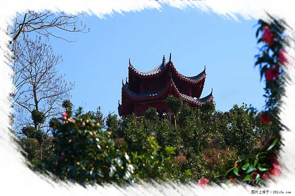 【春天,广西桂林灌阳县向您发出邀请!】杨柳井茶花惹人爱 - 游山玩水 - 六盘水生活社区 - 六盘水28生活网 lps.28life.com