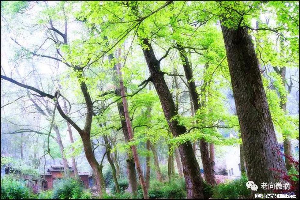 【春天,广西桂林灌阳县向您发出邀请!】在小龙村与春天约会 - 游山玩水 - 六盘水生活社区 - 六盘水28生活网 lps.28life.com