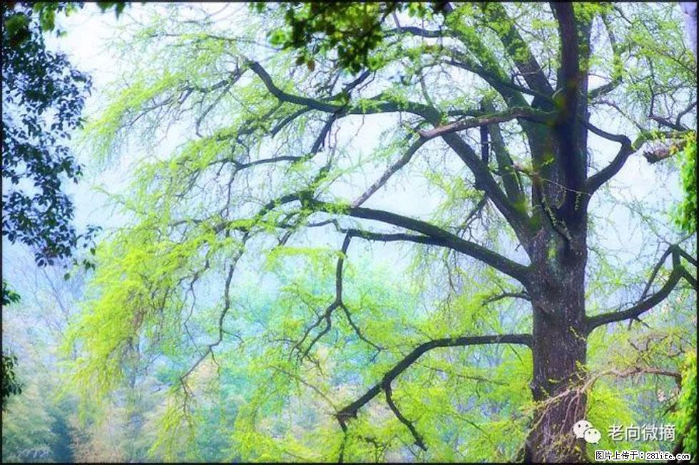 【春天,广西桂林灌阳县向您发出邀请!】在小龙村与春天约会 - 游山玩水 - 六盘水生活社区 - 六盘水28生活网 lps.28life.com