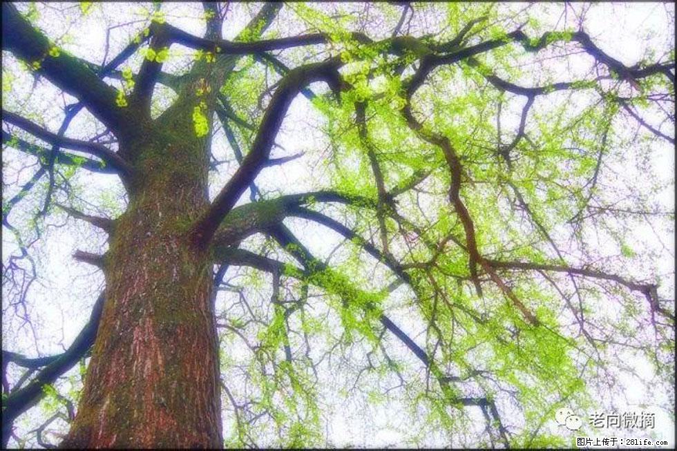 【春天,广西桂林灌阳县向您发出邀请!】在小龙村与春天约会 - 游山玩水 - 六盘水生活社区 - 六盘水28生活网 lps.28life.com