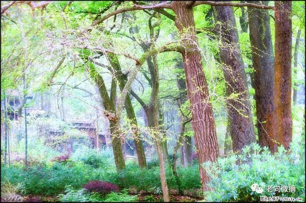 【春天,广西桂林灌阳县向您发出邀请!】在小龙村与春天约会 - 游山玩水 - 六盘水生活社区 - 六盘水28生活网 lps.28life.com