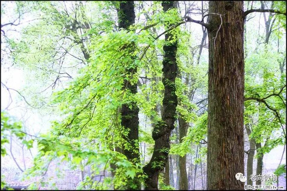 【春天,广西桂林灌阳县向您发出邀请!】在小龙村与春天约会 - 游山玩水 - 六盘水生活社区 - 六盘水28生活网 lps.28life.com