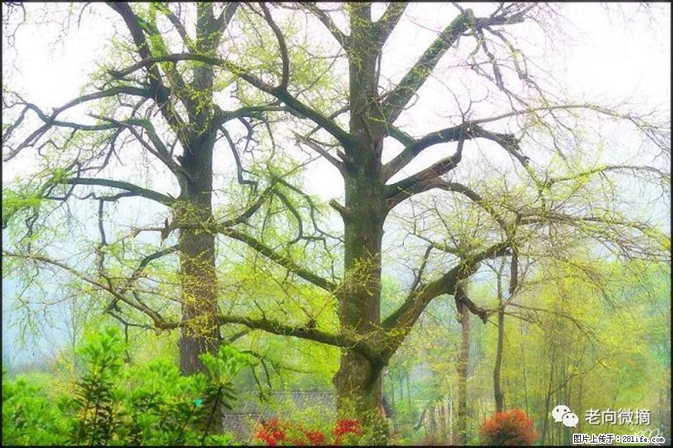 【春天,广西桂林灌阳县向您发出邀请!】在小龙村与春天约会 - 游山玩水 - 六盘水生活社区 - 六盘水28生活网 lps.28life.com