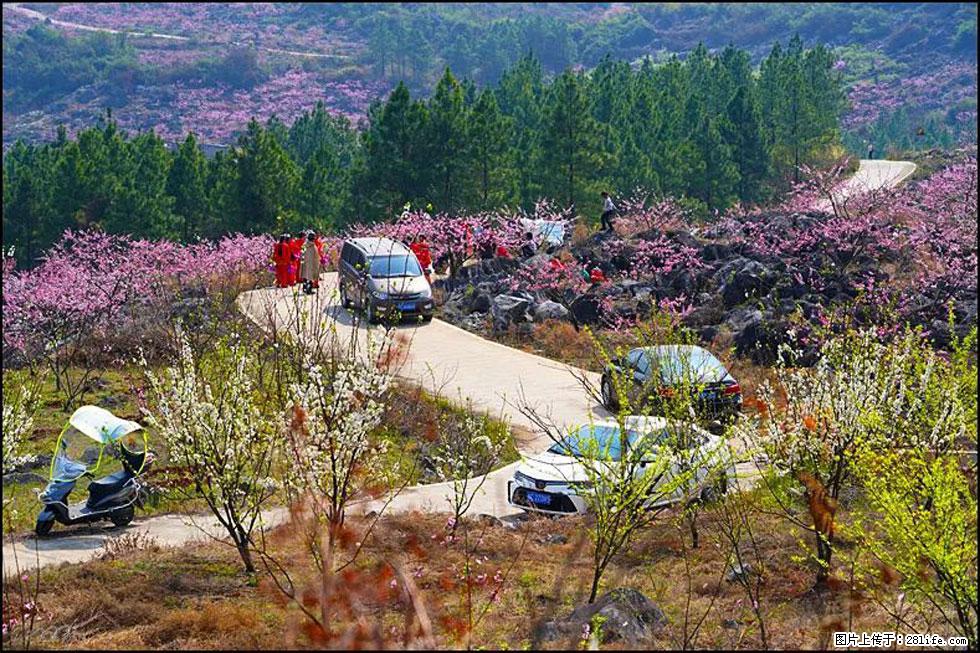 【春天,广西桂林灌阳县向您发出邀请!】望月岭上桃花开 - 游山玩水 - 六盘水生活社区 - 六盘水28生活网 lps.28life.com