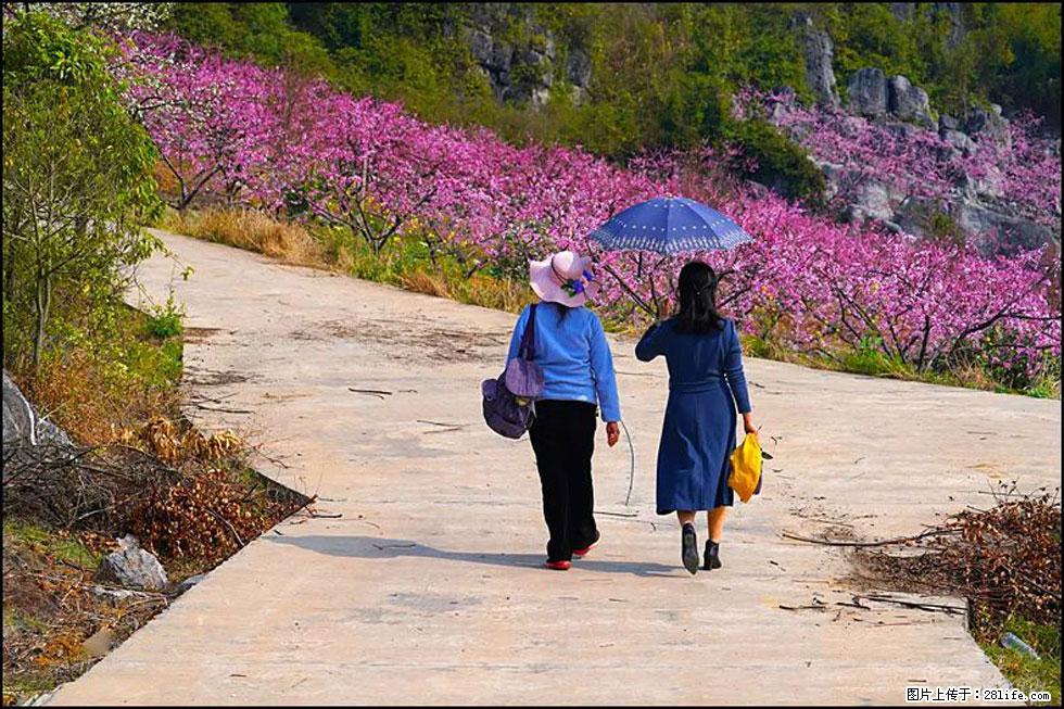 【春天,广西桂林灌阳县向您发出邀请!】望月岭上桃花开 - 游山玩水 - 六盘水生活社区 - 六盘水28生活网 lps.28life.com