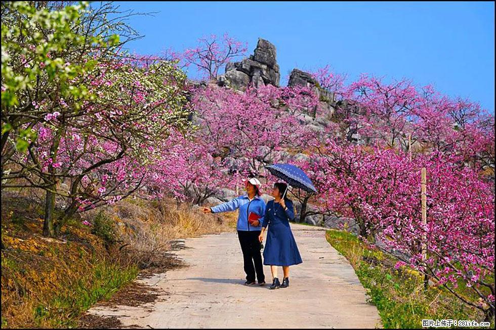 【春天,广西桂林灌阳县向您发出邀请!】望月岭上桃花开 - 游山玩水 - 六盘水生活社区 - 六盘水28生活网 lps.28life.com