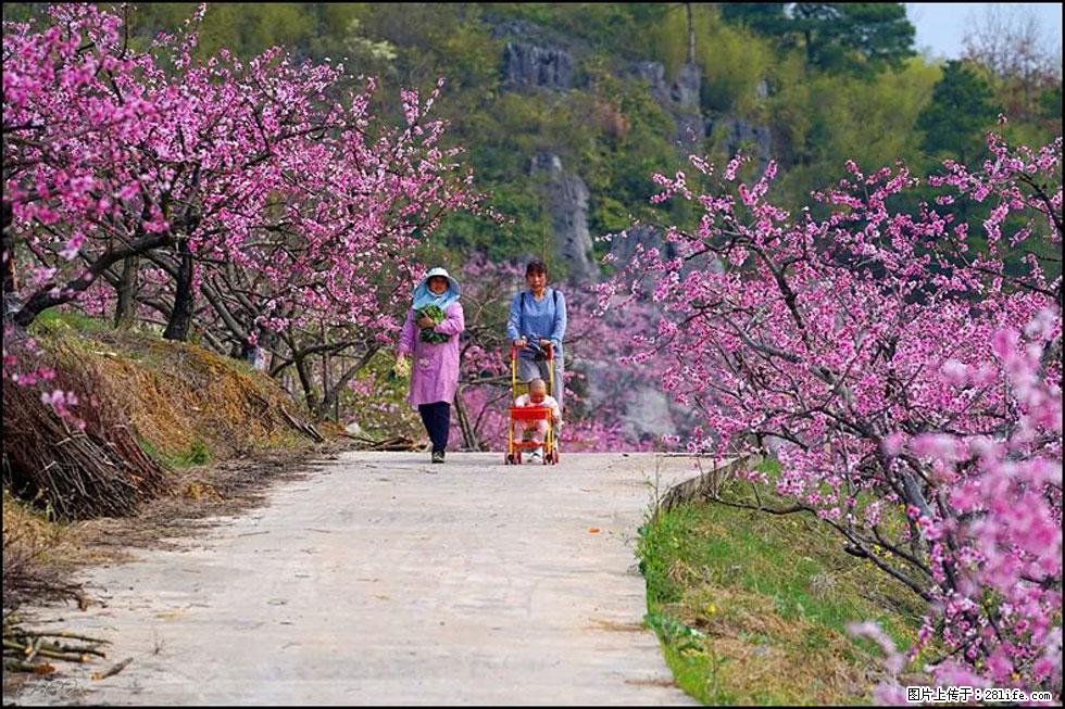 【春天,广西桂林灌阳县向您发出邀请!】望月岭上桃花开 - 游山玩水 - 六盘水生活社区 - 六盘水28生活网 lps.28life.com