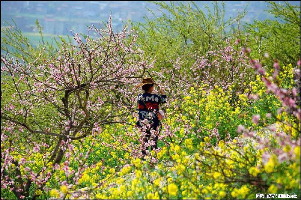 【春天,广西桂林灌阳县向您发出邀请!】望月岭上桃花开 - 游山玩水 - 六盘水生活社区 - 六盘水28生活网 lps.28life.com