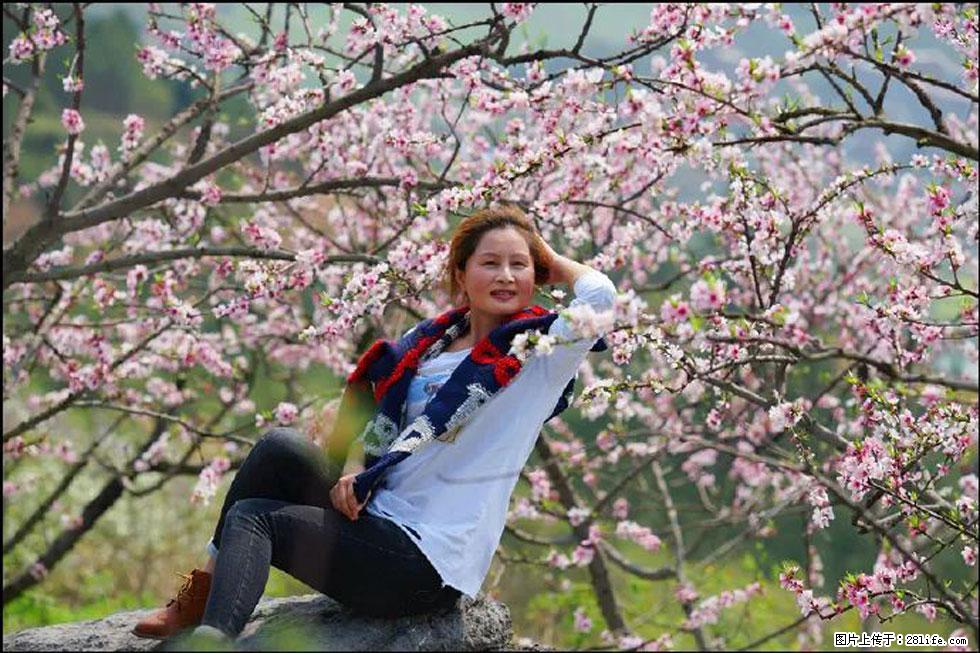 【春天,广西桂林灌阳县向您发出邀请!】望月岭上桃花开 - 游山玩水 - 六盘水生活社区 - 六盘水28生活网 lps.28life.com