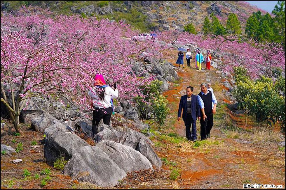 【春天,广西桂林灌阳县向您发出邀请!】望月岭上桃花开 - 游山玩水 - 六盘水生活社区 - 六盘水28生活网 lps.28life.com