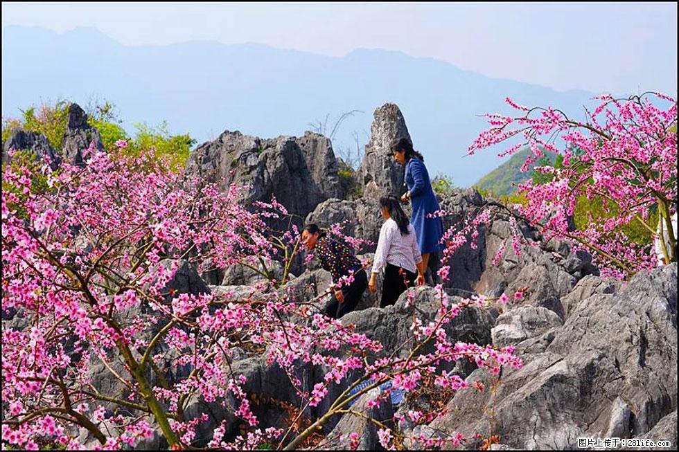 【春天,广西桂林灌阳县向您发出邀请!】望月岭上桃花开 - 游山玩水 - 六盘水生活社区 - 六盘水28生活网 lps.28life.com
