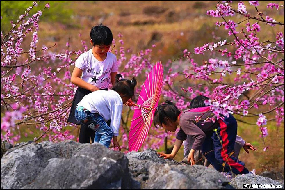 【春天,广西桂林灌阳县向您发出邀请!】望月岭上桃花开 - 游山玩水 - 六盘水生活社区 - 六盘水28生活网 lps.28life.com