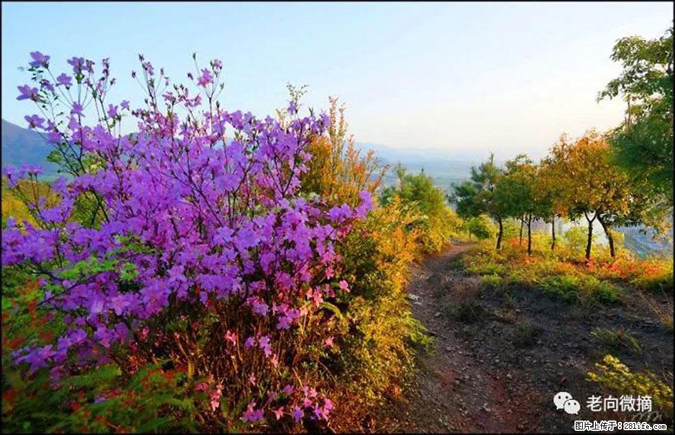 【春天,广西桂林灌阳县向您发出邀请!】登麒麟山,相约映山红 - 游山玩水 - 六盘水生活社区 - 六盘水28生活网 lps.28life.com